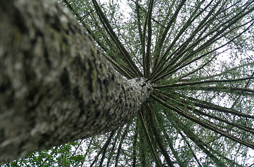 Waldbaden Wemding