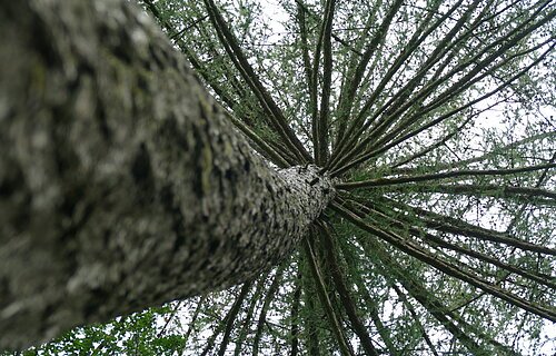 Waldbaden Wemding