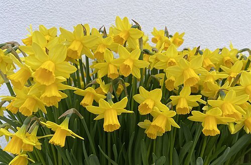 Osterglocken