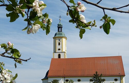Obstbaumblüten blühen im Vordergrund. Im Hintergrund ist die Wallfahrtsbasilika Maria Brünnlein.