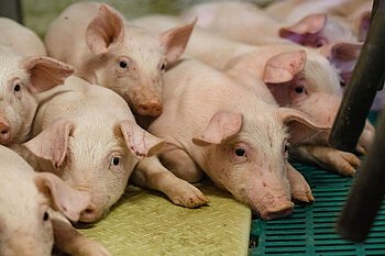 Kleine Ferkel kuscheln sich aneinander.